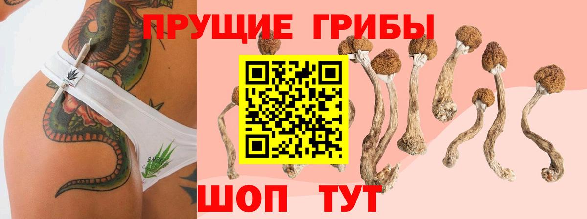 Галлюциногенные грибы Cubensis Волхов